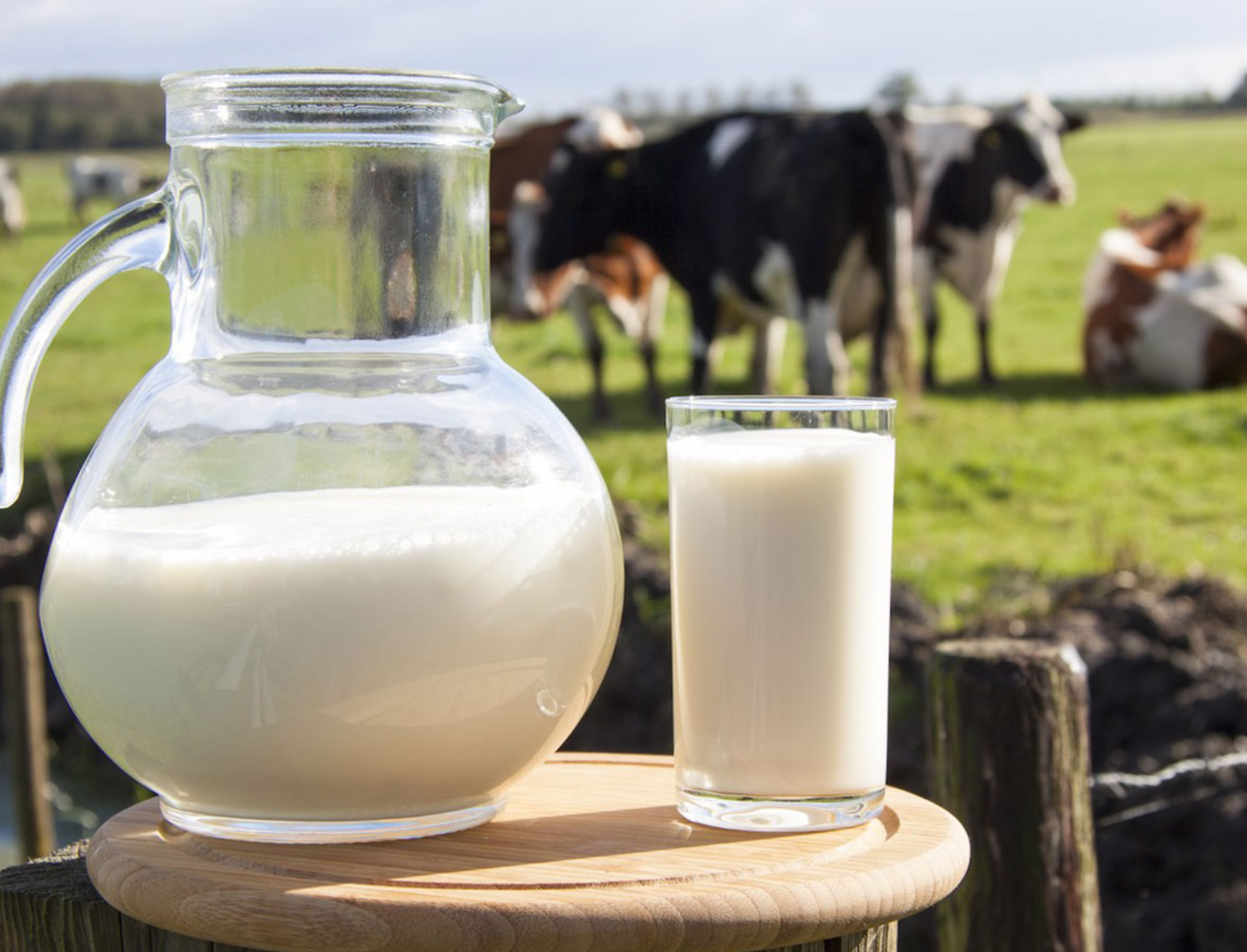 В августе индекс условной доходности производства молока вырос на 3,7%